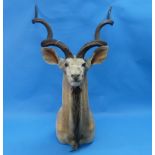 Taxidermy: study of a Kudu, shoulder mount with head looking straight ahead, 34in (86cm) from the