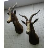 Taxidermy: a study of a Blesbok - a pair, each a shoulder mount with head looking straight ahead,