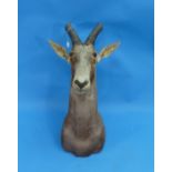 Taxidermy: study of a brown antelope, possibly a Blesbok, shoulder mount with head looking