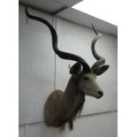 Taxidermy: study of a Kudu, shoulder mount with head looking straight ahead, 34in (86cm) from the