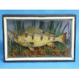 A vintage taxidermy Perch in naturalistic setting, mounted in a glass fronted display case, 15in (