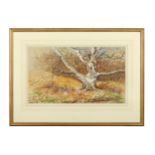 Rickman (Philip) Old Silver Birch with Squirrel & Pigeon, signed lower left, 295 x 500 mm, n.d.;