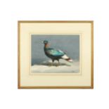 Harrison (J. C.) Sclater’s Monal, original watercolour & gouache, signed lower right, framed &