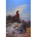 Rickman (Philip) Cock Grouse, signed & dated lower right, mounted, 580 x 400 mm, 1962; Pheasant in