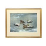 Rickman (Philip) Common & Spectacled Eider, original watercolour & gouache, signed & dated lower