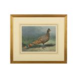 Harrison (J. C.) Peacock-pheasant, original watercolour & gouache, signed lower right, framed &