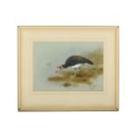 Rickman (Philip) Muscovy Duck, frame loose at foot, 280 x 400 mm; Pair of Australian Wood Ducks, 280