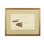 Rickman (Philip) Pigmy Geese; Studies of Ducks, original watercolour & gouache with pencil,