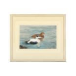 Rickman (Philip) Two Ducks [Eider], signed & dated lower right, 200 x 320 mm, 1972; Nesting