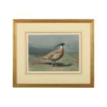 Harrison (J. C.) Yellow-necked Koklass, original watercolour & gouache, signed lower right, framed &