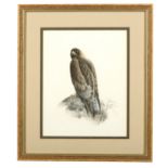 Johnston (David, b.1946) Kestrels, Falcons & Kites, original watercolours, signed, dated & numbered
