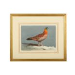 Harrison (J. C.) Tremminck’s Tragopan, original watercolour & gouache, signed lower right,