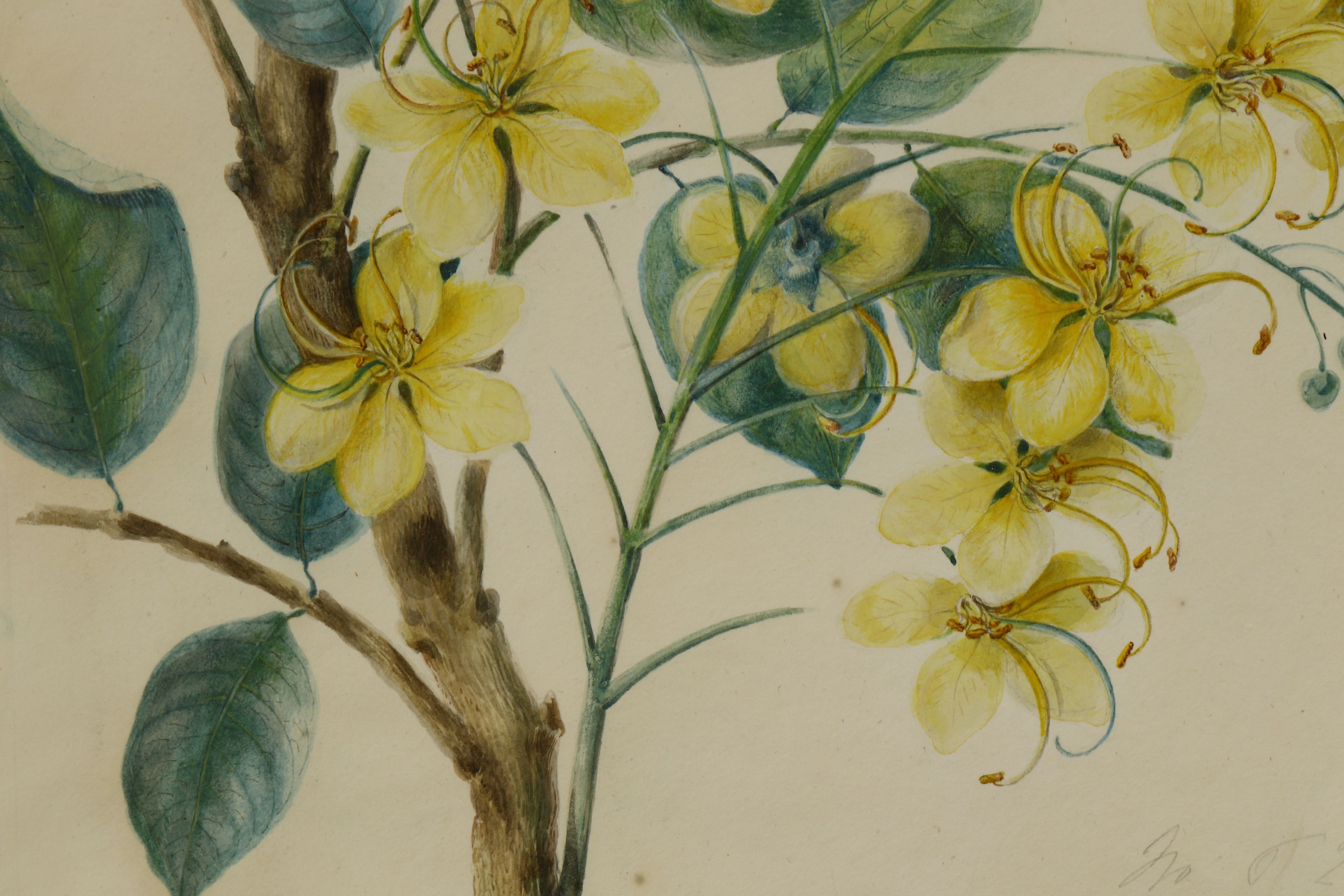 A BOTANICAL PAINTING OF A FLOWERING CASSIA FISTULA OR AMALTAS - Image 5 of 5