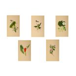 A GROUP OF FIVE INDIAN BOTANICAL PAINTINGS