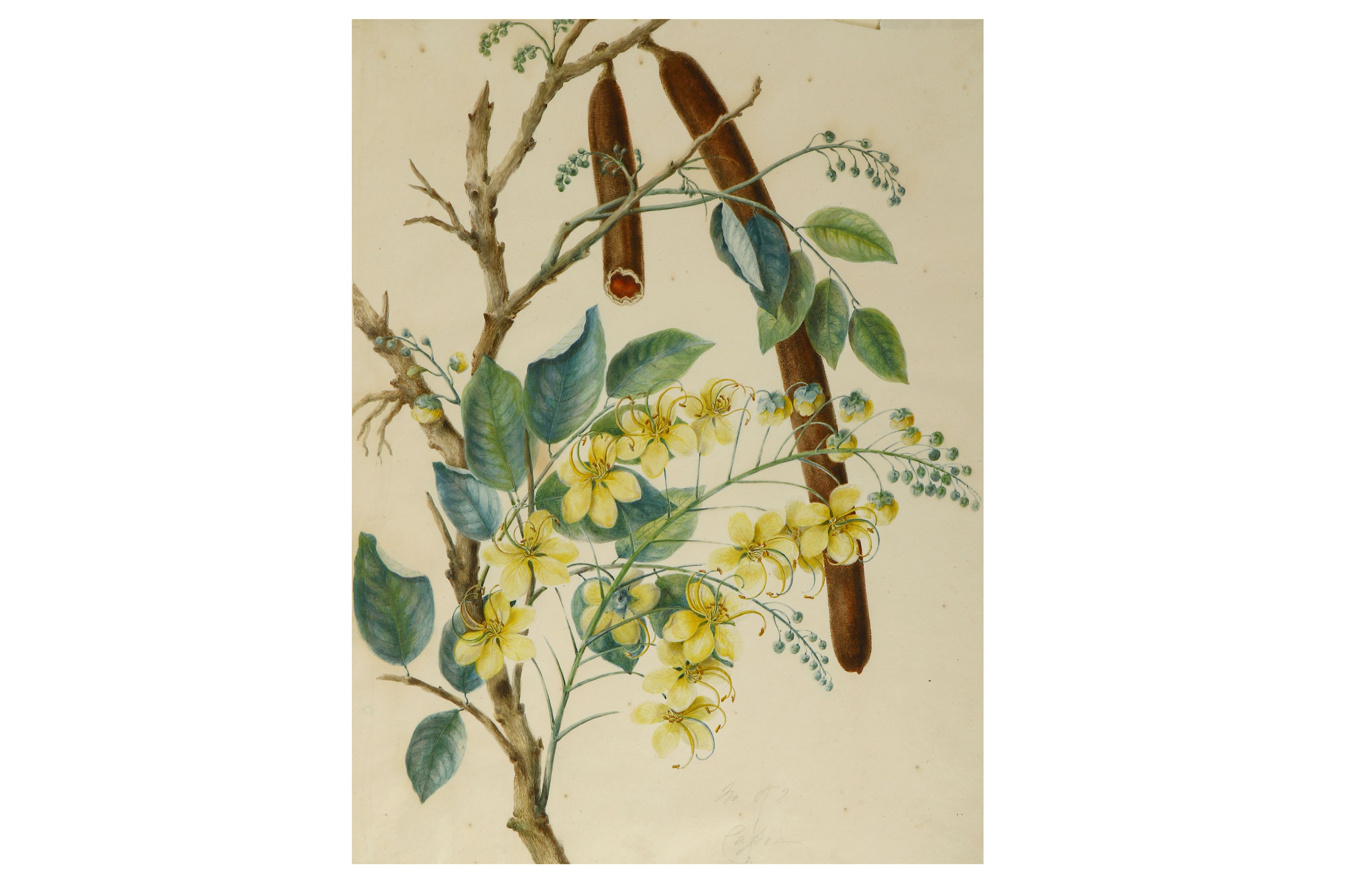 A BOTANICAL PAINTING OF A FLOWERING CASSIA FISTULA OR AMALTAS