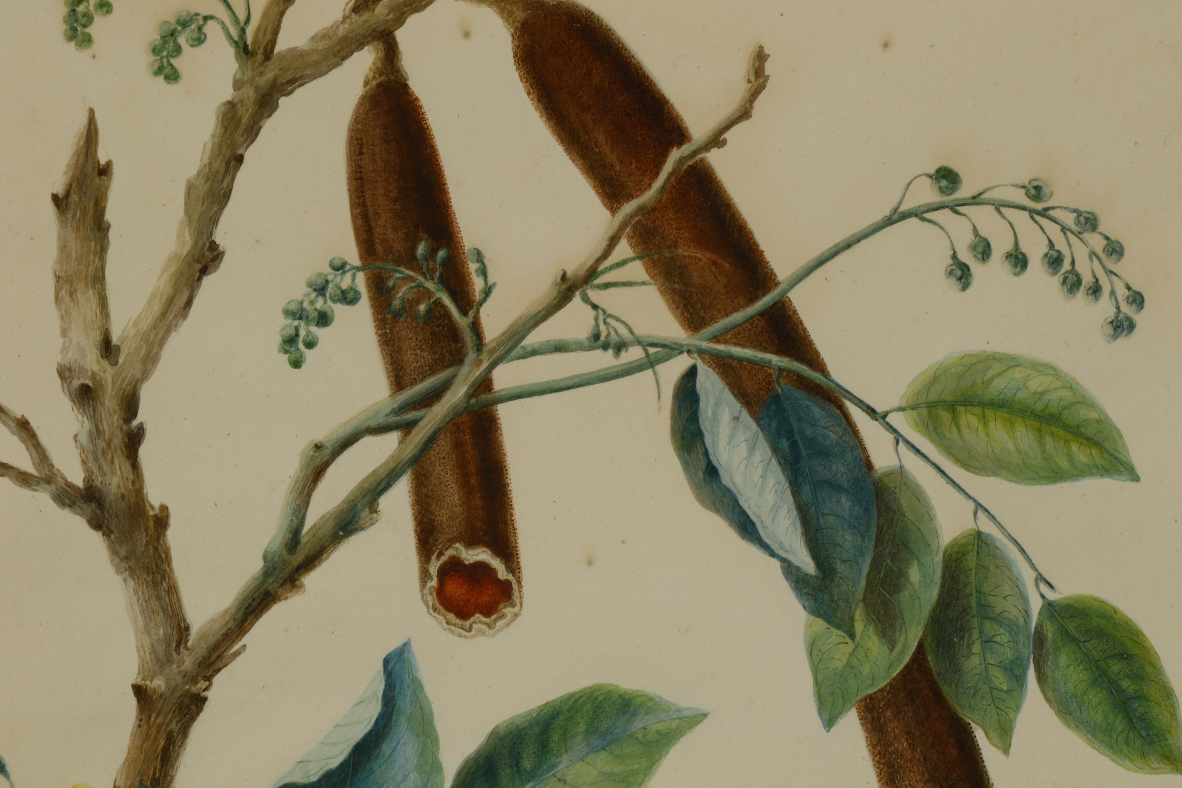 A BOTANICAL PAINTING OF A FLOWERING CASSIA FISTULA OR AMALTAS - Image 4 of 5