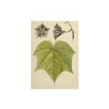 A BOTANICAL PAINTING OF A MAPLE LEAF AND FLOWER PROPERTY FROM SIR ALEXANDER CUNNINGHAM’S COLLECTION
