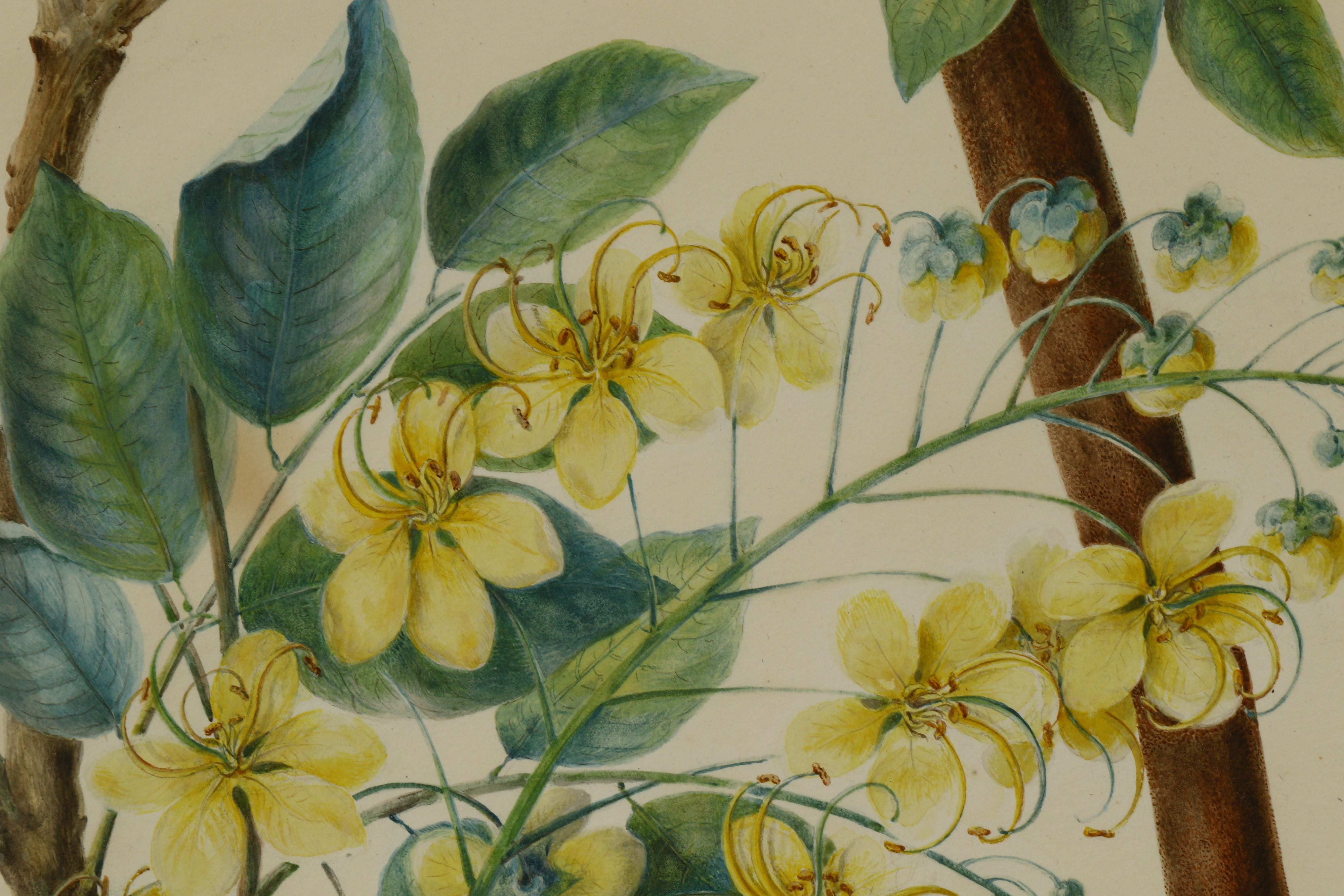 A BOTANICAL PAINTING OF A FLOWERING CASSIA FISTULA OR AMALTAS - Image 3 of 5