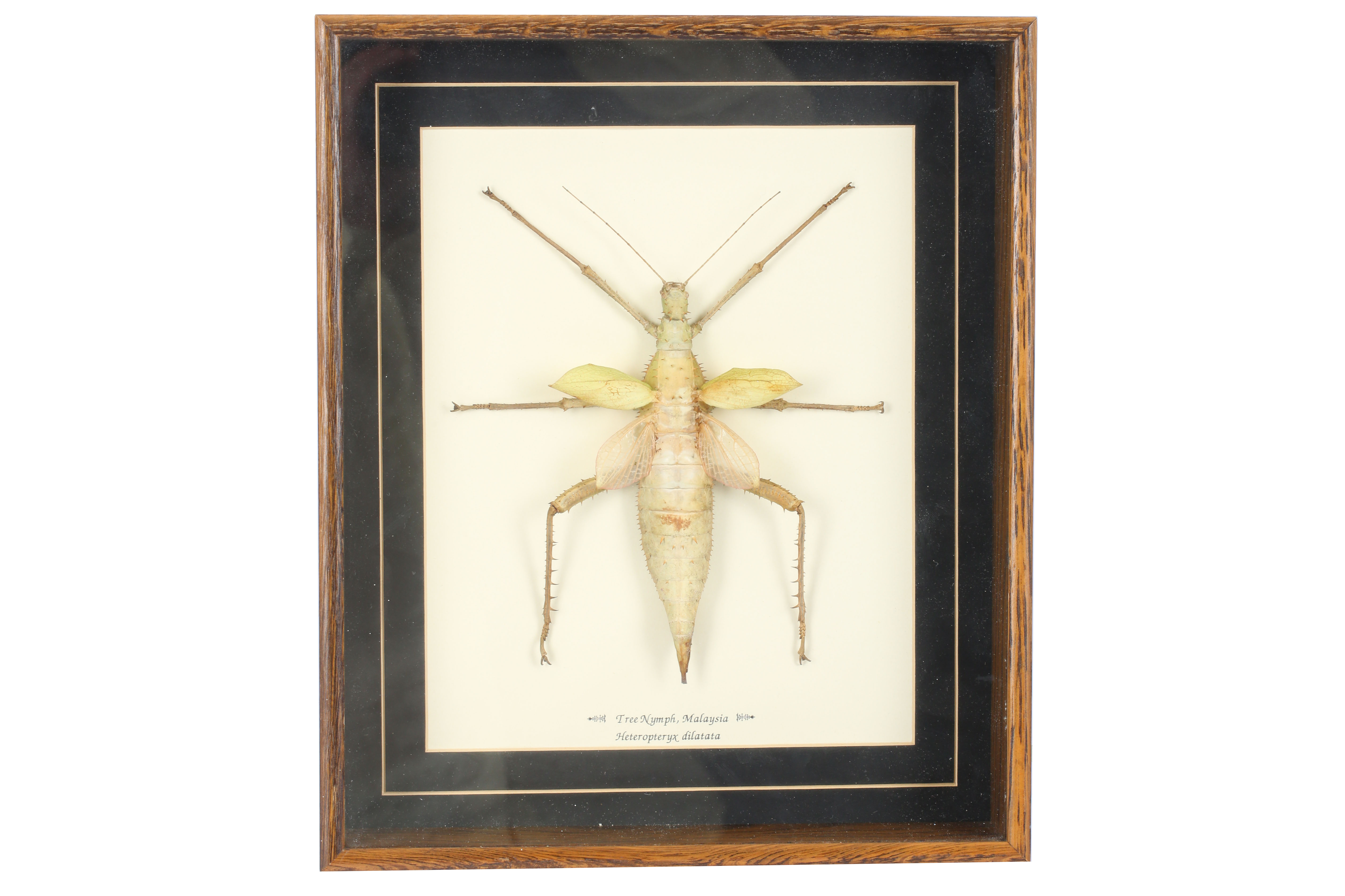 Entomology - Image 4 of 6