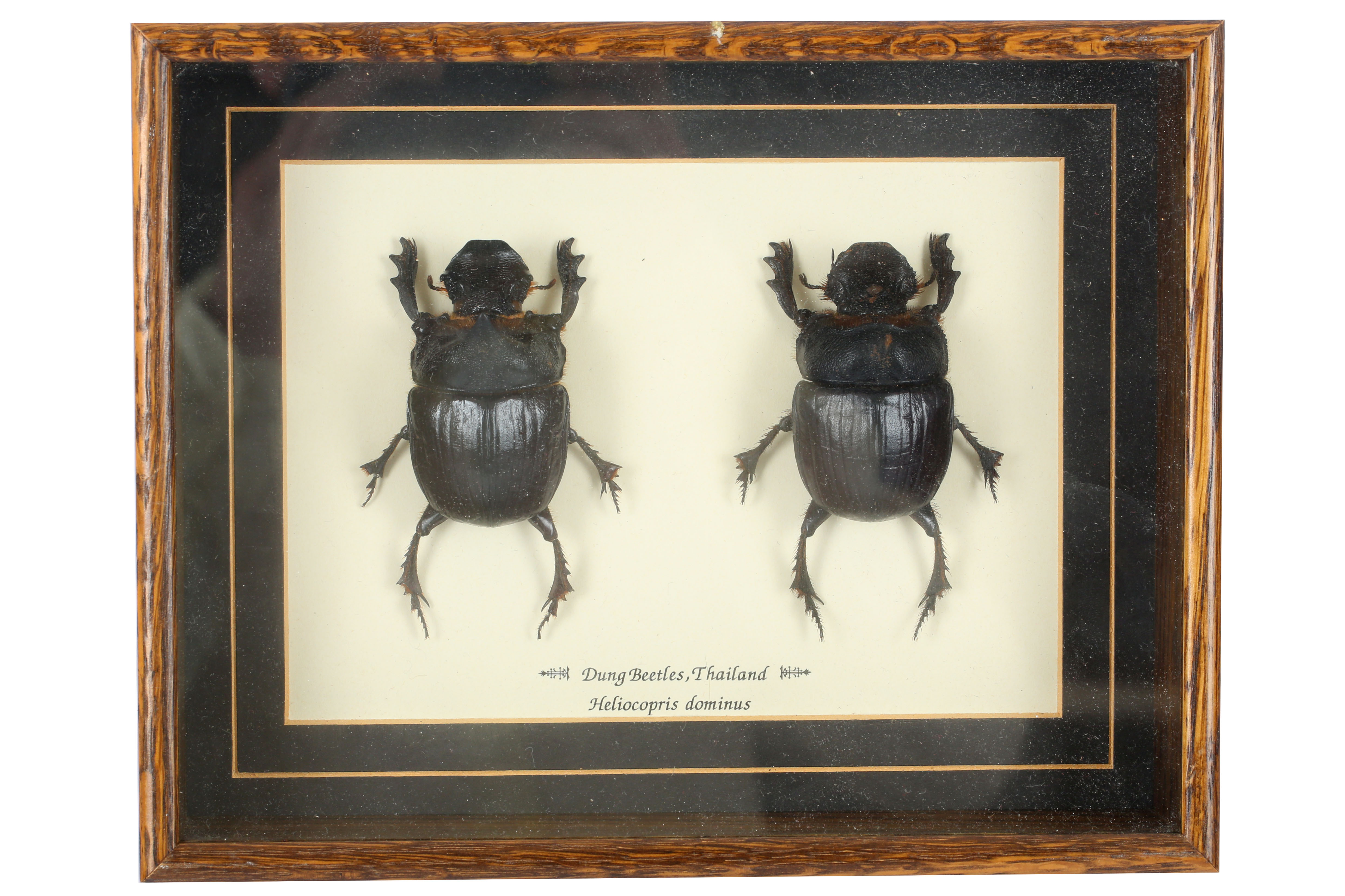 Entomology - Image 2 of 6