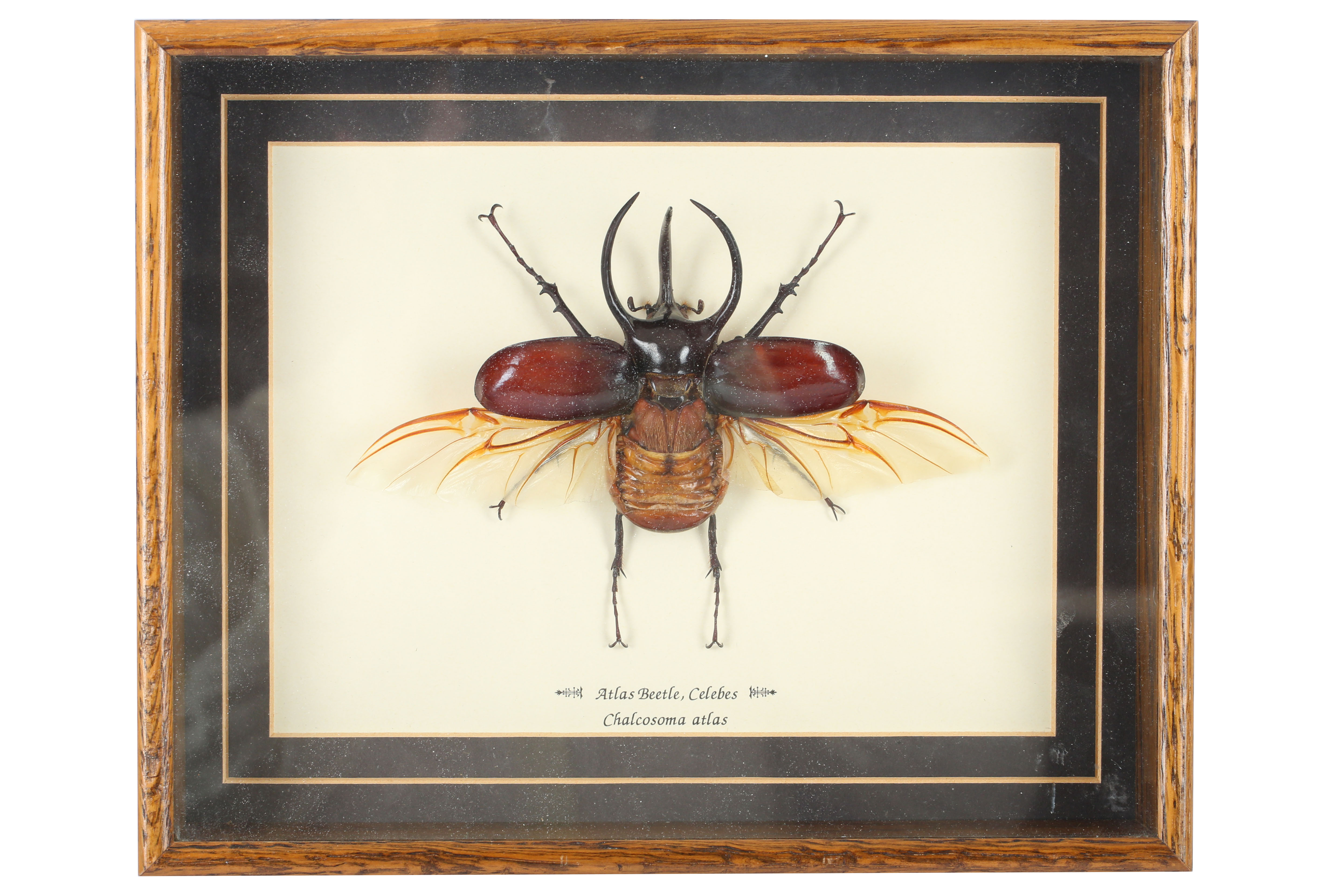 Entomology - Image 3 of 6