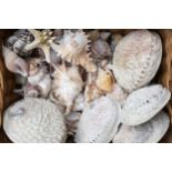 A collection of miscellaneous sea shells