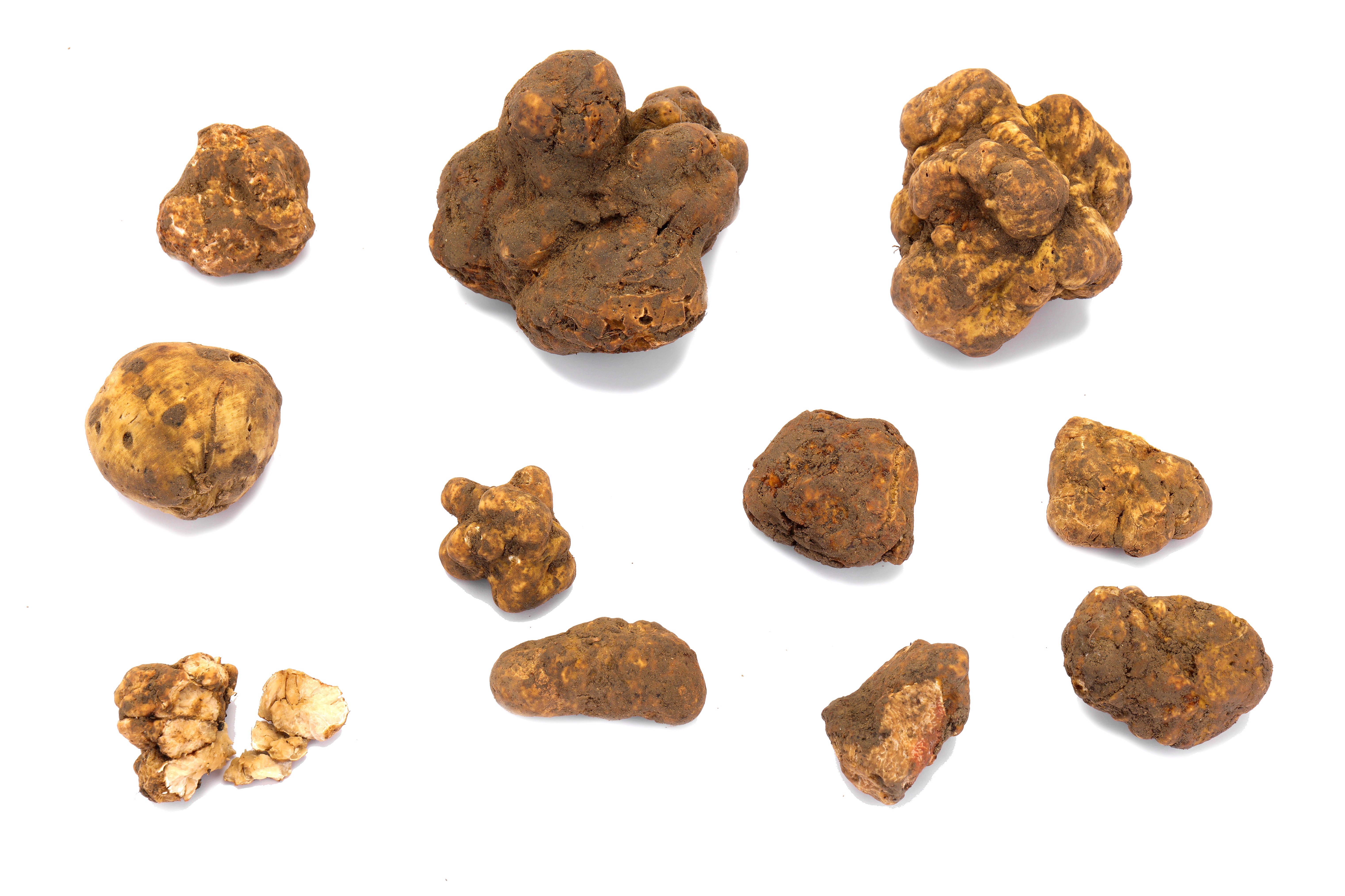 Alba White Truffles - Image 3 of 3