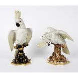 An Austrian biscuit figure of a cockatoo late 19th Century,