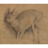 J Wolfe/Roe Deer/pencil, 17.5cm x 19.