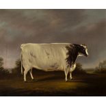 Mid 19th Century English School/Naive Study of a Bull/oil on canvas,