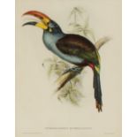 After J Gould & H C Richter/Ornithological studies/six lithographs