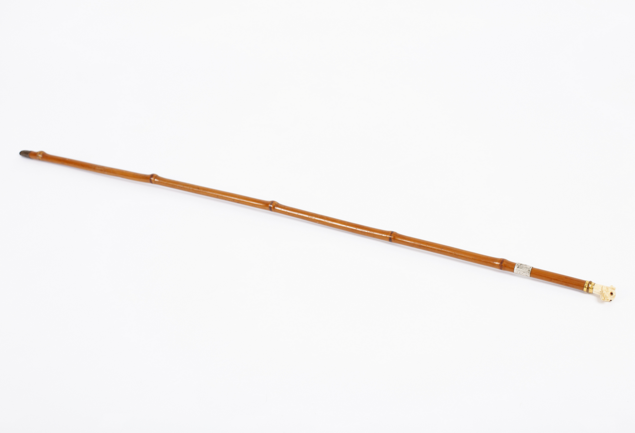 A bamboo walking cane with silver collar and carved ivory handle in the form of a Great Dane's head