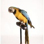 A taxidermy parrot on a wrought iron adjustable lamp column (altered)