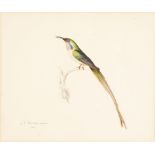 J E Bowman/Portrait of a Hummingbird/perched on a branch/signed and dated 1816/pencil and