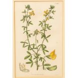 S Curtis after WJH/Meadow Flower/set of six botanical prints/coloured engraving,