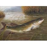 Circle of Roland Knight (British 1879-1921)/Study of a Pike/oil on board,