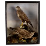 A taxidermy case of two buzzards in a naturalistic setting,