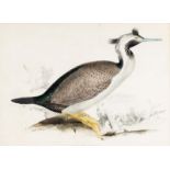 Edward Lear (British 1812-1888)/Phalacrocorax Punctatus (Spotted Shag)/hand coloured lithograph,