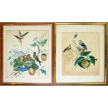 18th Century School/Humming Birds with Nest in an Orange Tree/a pair/inscribed/pen ink and