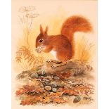Paul A Nicholas (British 1943-2007)/Red Squirrel/signed lower right/watercolour,