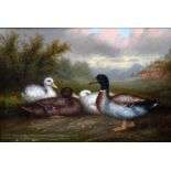 Arthur Jackson (British 19th Century)/Ducks/a pair/signed and dated 1885/oil on panel, 15.25cm x 22.