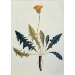 Eight botanical studies,