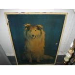 LARGE PICTURE OF A COLLIE DOG