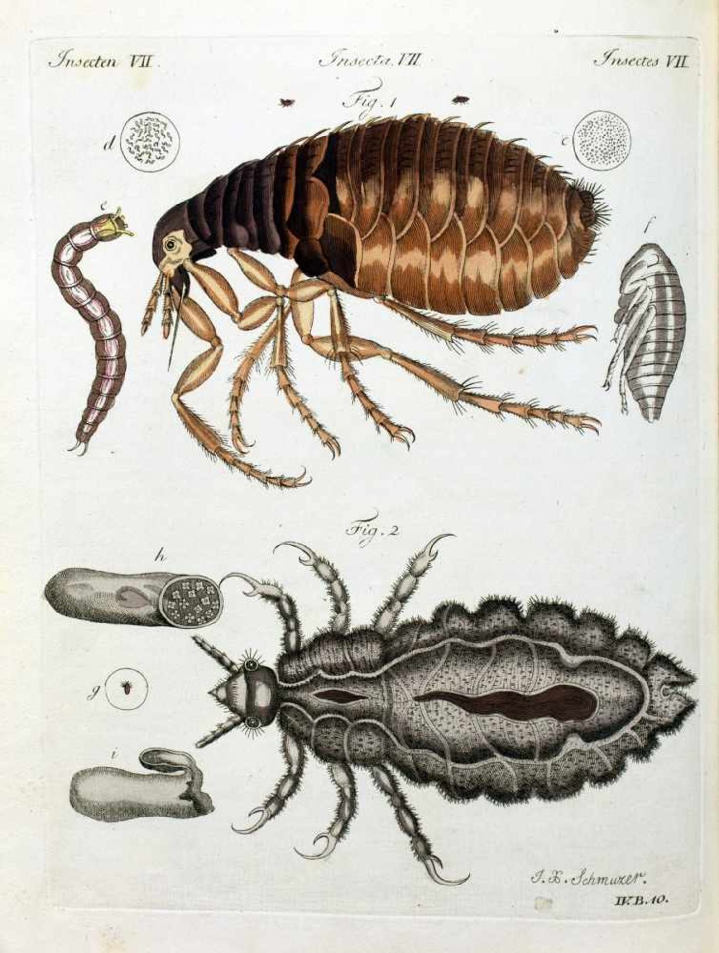 F[riedrich] J[ustin] Bertuch. Bilderbuch zum Nutzen und Vergnügen der Jugend, enthaltend eine - Bild 15 aus 18