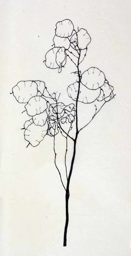 Alexander Olbricht. Sechs Pflanzenzeichnungen. Lithographien nach Originalen im Städtischen Museum
