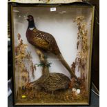 2 PHEASANTS IN CASE