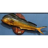 Fish trophy of a dolphin fish, 40"l. Provenance: Property from the Spenger's Fish Grotto Collection,