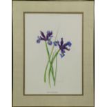 "Irises 'Wedgewood'," watercolor, signed "Gary Combes Miles" lower right, titled lower center,