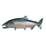 Large wall hanging fish model