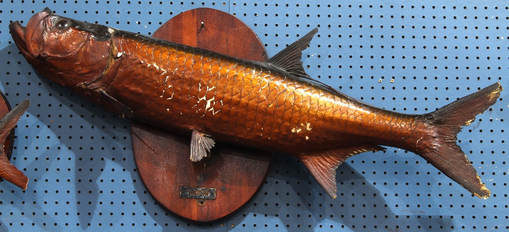 Fish trophy of a Tarpon, 44"l. Provenance: Property from the Spenger's Fish Grotto Collection,